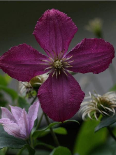 Clématite italienne 'Polonez'