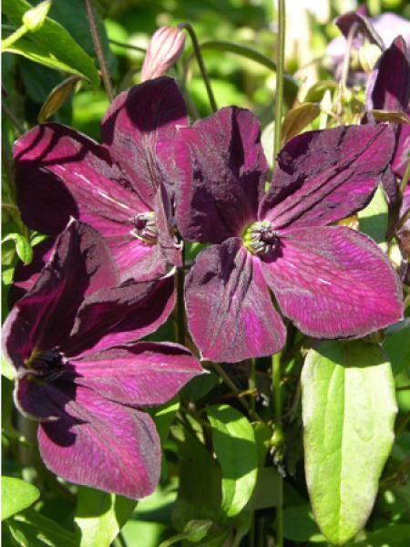 Clématite italienne 'Royal Velours'