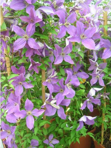 Clématite italienne Sunny Sky® 'zosusk'