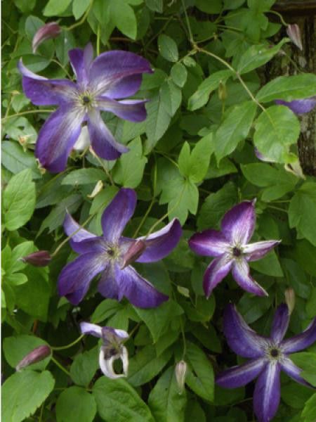 Clématite italienne 'Venosa'