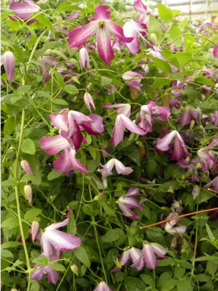 Clématite italienne 'Walemburg'