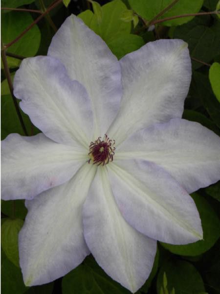 Clématite 'Ivan Olsson'