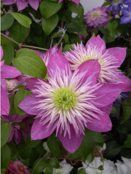 Clématite 'Kaiser®'