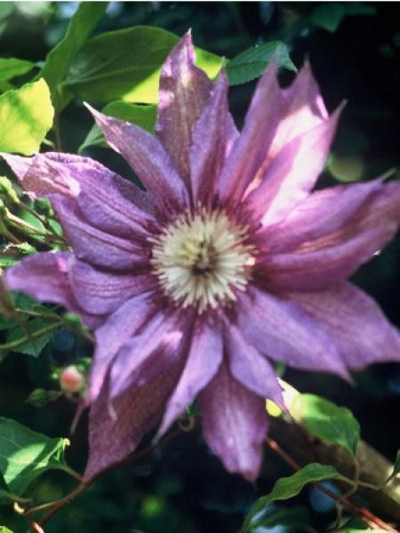 Clématite 'Kathleen Dunford'