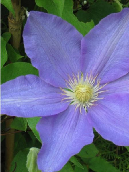 Clématite 'Ken Dosson'