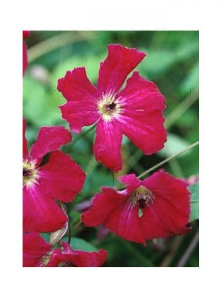 Clématite 'Kermessina'