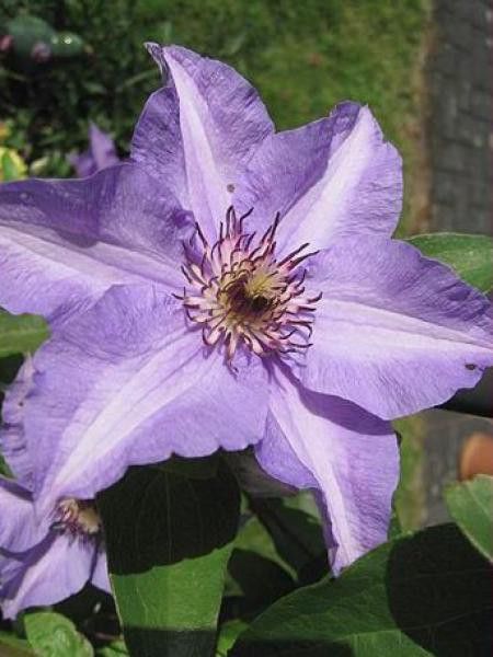 Clématite 'Koenigskind'