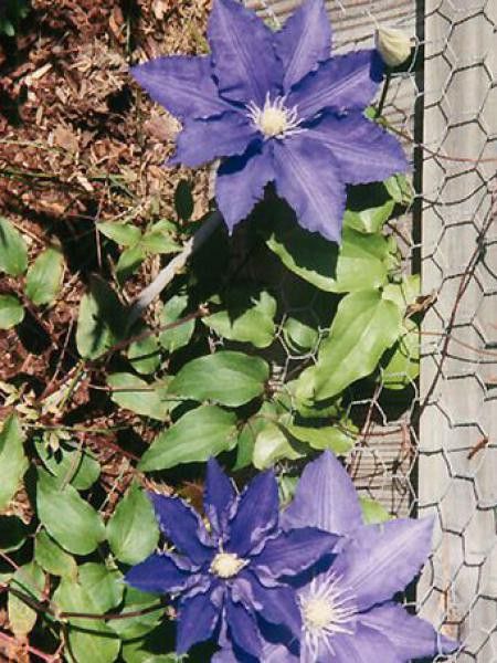 Clématite 'Lasurstern'