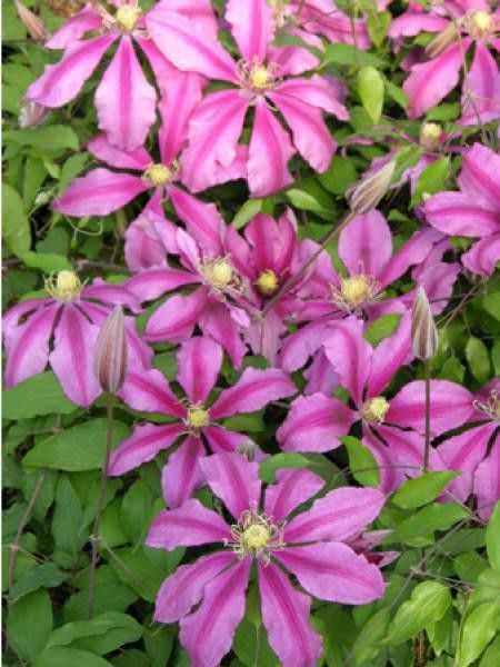 Clématite 'Liberation™'