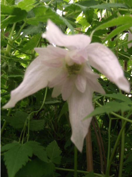Clématite macropetala 'Foxy'