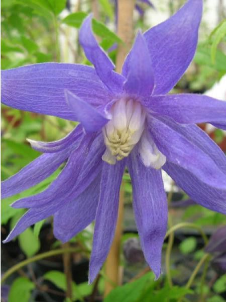 Clématite macropetala 'Maidwell Hall'