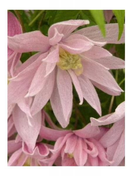 Clématite macropetala 'Markhamii'