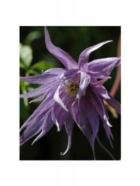 Clématite macropetala 'Spicky'® 'Zospi'