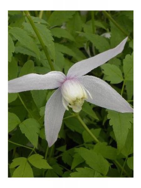 Clématite macropetala 'Willy'