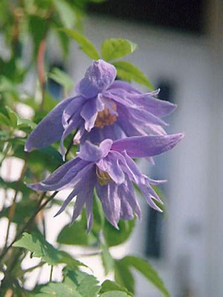 Clématite macropetala