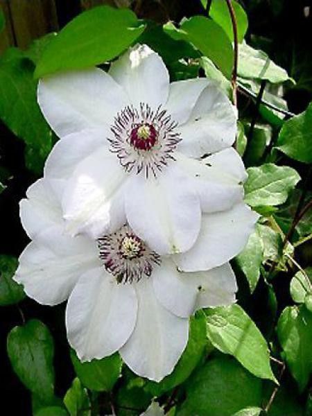 Clématite 'Miss Bateman'