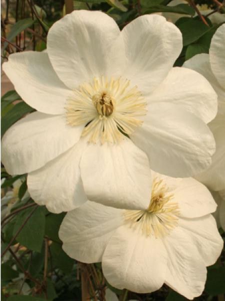 Clématite 'Mme Van Houtte'