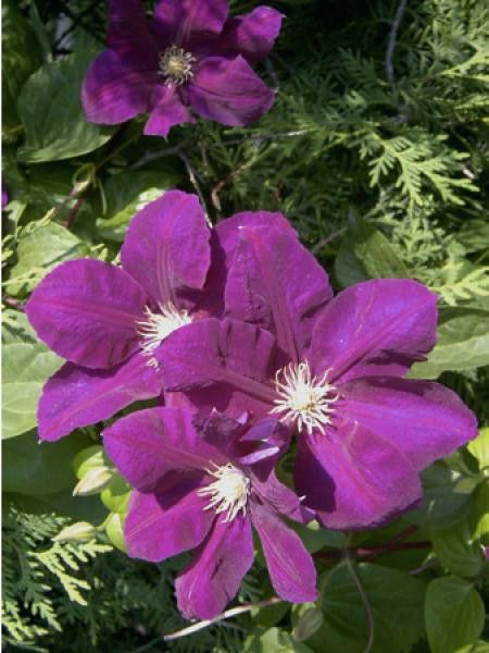 Clématite 'Monte Cassino'