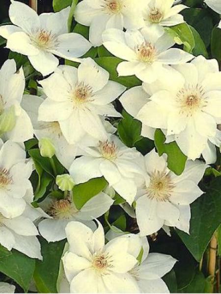 Clématite 'Mrs George Jackman'