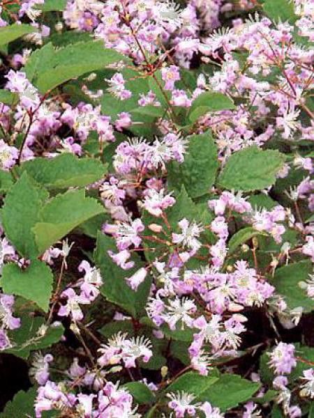 Clématite 'Mrs. Robert Brydon'