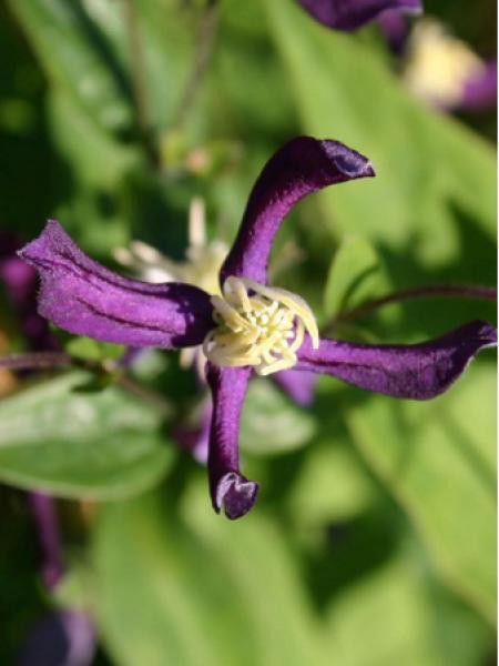 Clématite odorante Pretty In Blue® 'Zopre'