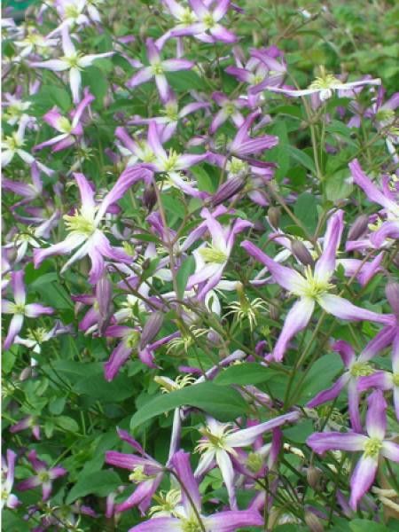Clématite odorante 'Rubra Marginata'