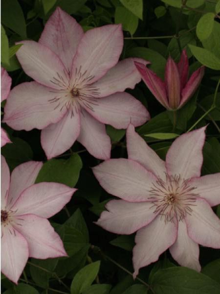 Clématite 'Omoshiro'