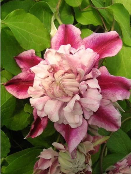 Clématite 'Patricia Ann Fretwell®'