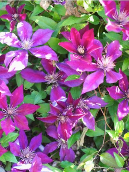 Clématite 'Picardy'™ 'Evipo024'