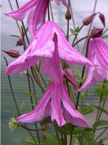Clématite 'Pink Delight'