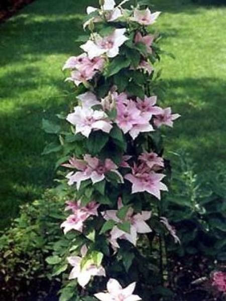Clématite 'Pink Fantasy'