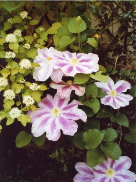 Clématite 'Pink Pearl'