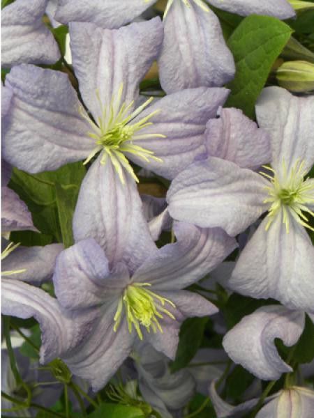 Clématite 'Prince Charles'