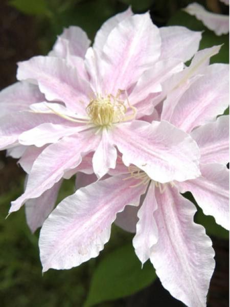 Clématite 'Princess Alexandra®'
