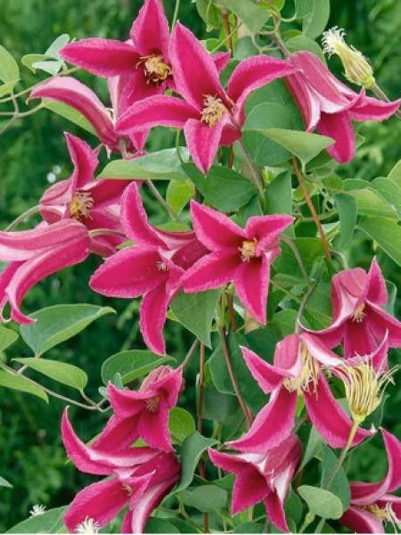 Clématite 'Princess Diana'