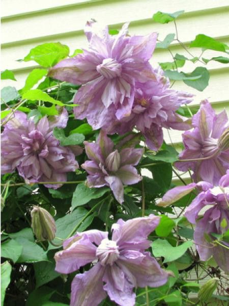 Clématite   'Proteus'