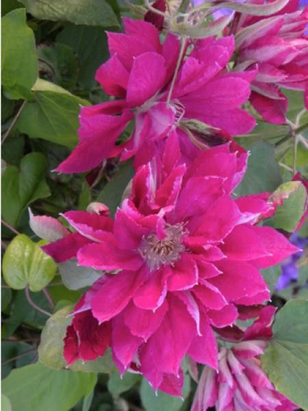 Clématite 'Red Star'