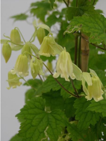 Clématite redheriana