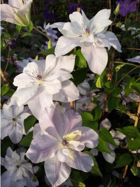 Clématite 'Reflections™'