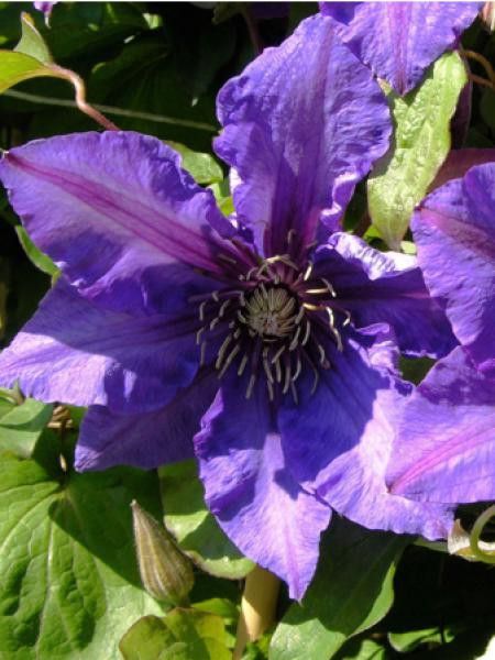 Clématite 'Richard Pennell'