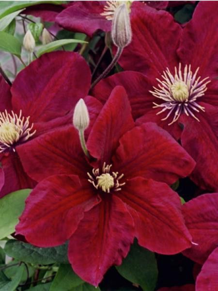 Clématite 'Rosemoor™'
