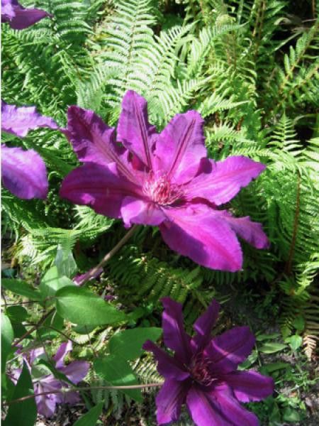 Clématite 'Royal Velvet®'