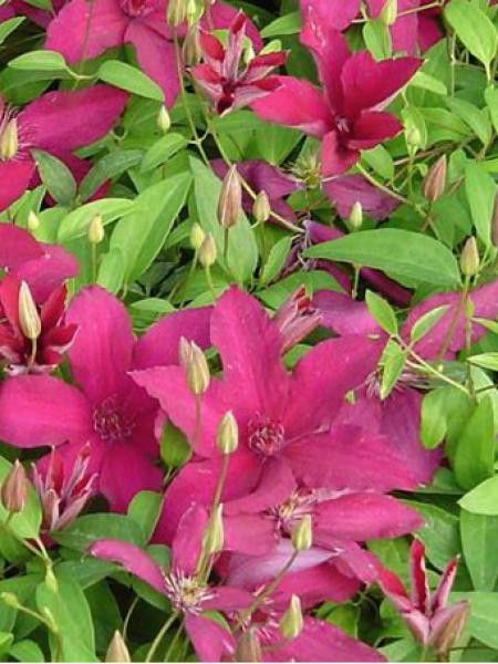 Clématite 'Rüütel'