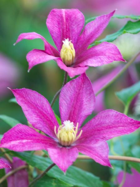 Clématite 'Sabine®'