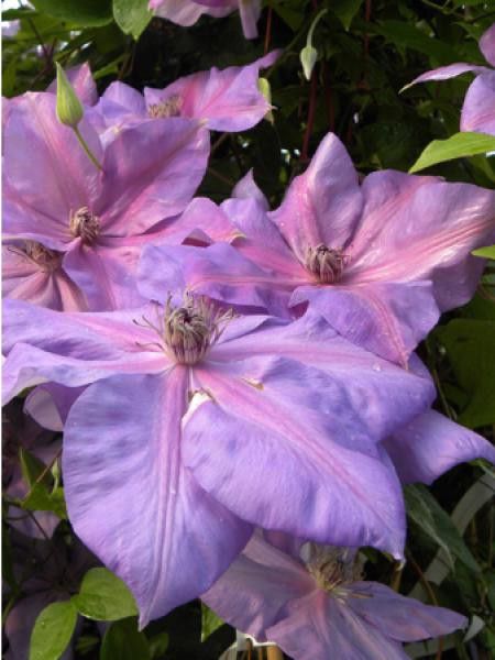 Clématite 'Shimmer™'