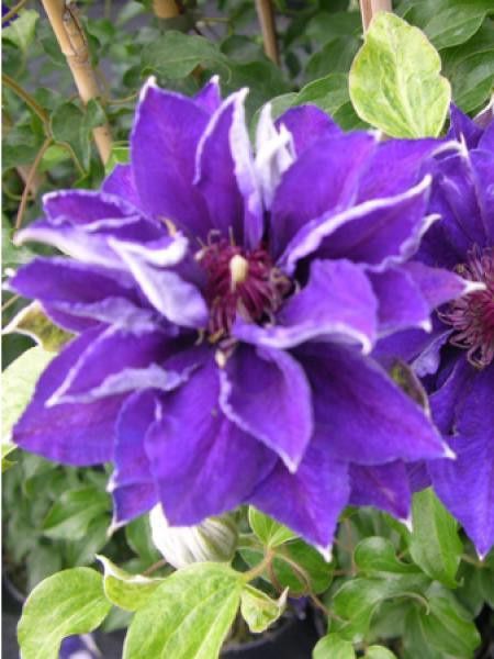 Clématite 'Shin Shigoku'