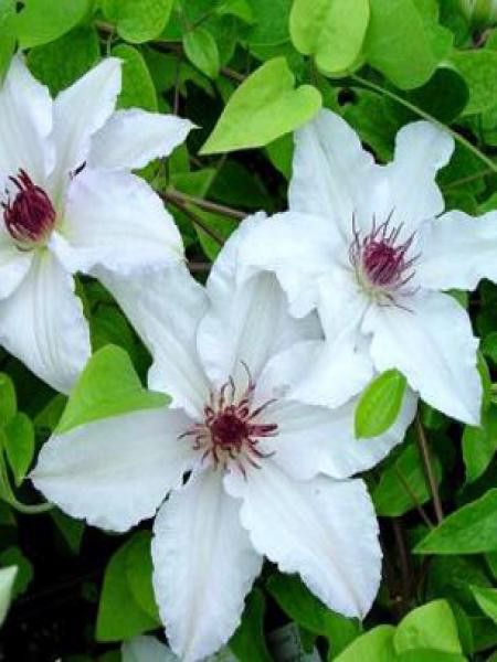 Clématite 'Snow Queen'