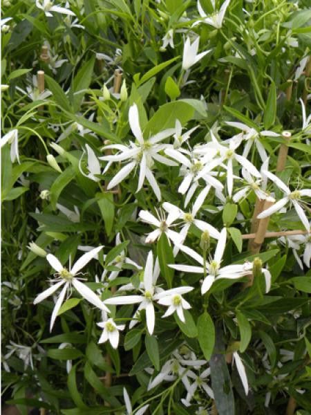 Clématite 'Southern Cross'