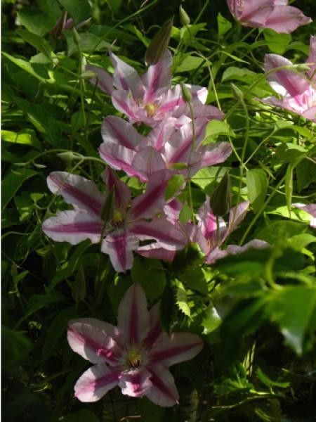 Clématite 'Sugar Candy'