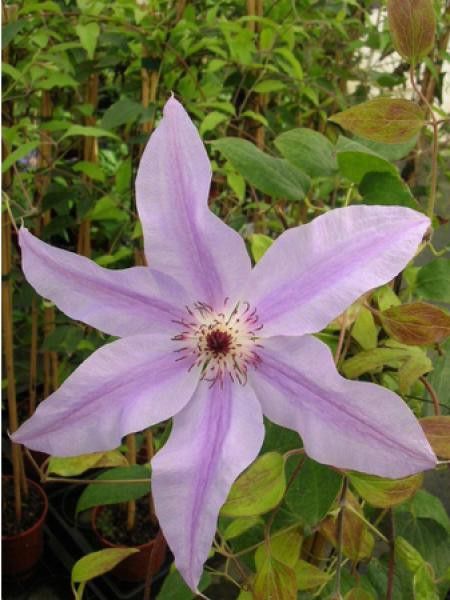 Clématite 'Sympathia'